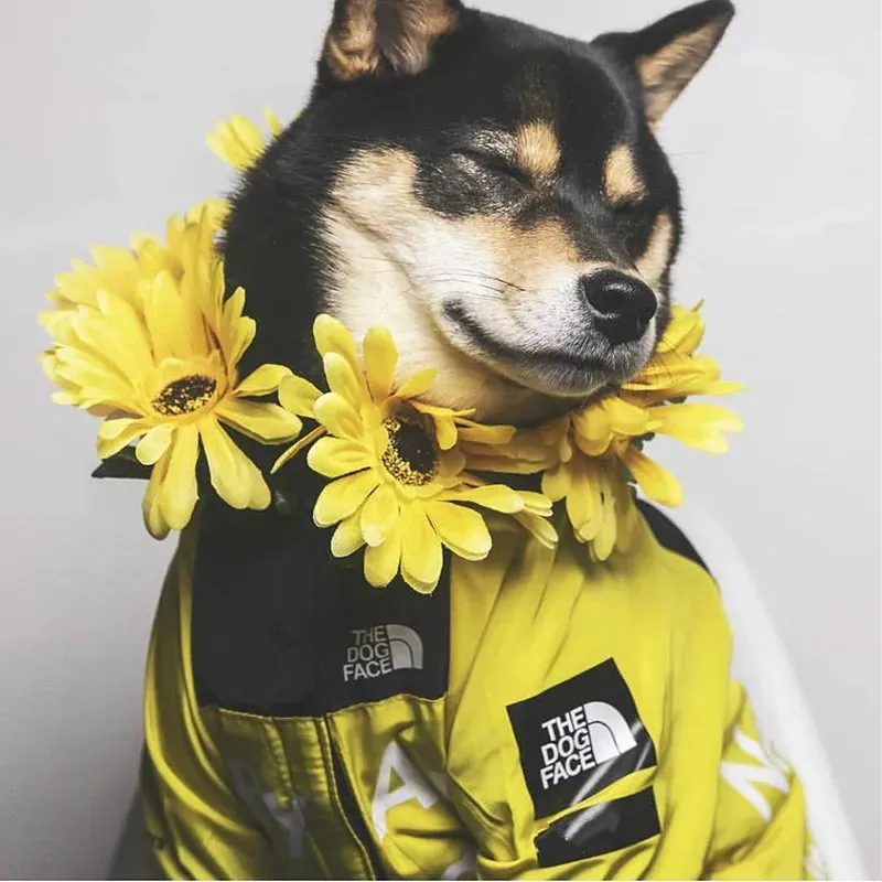 The Ultimate Dog Windbreaker